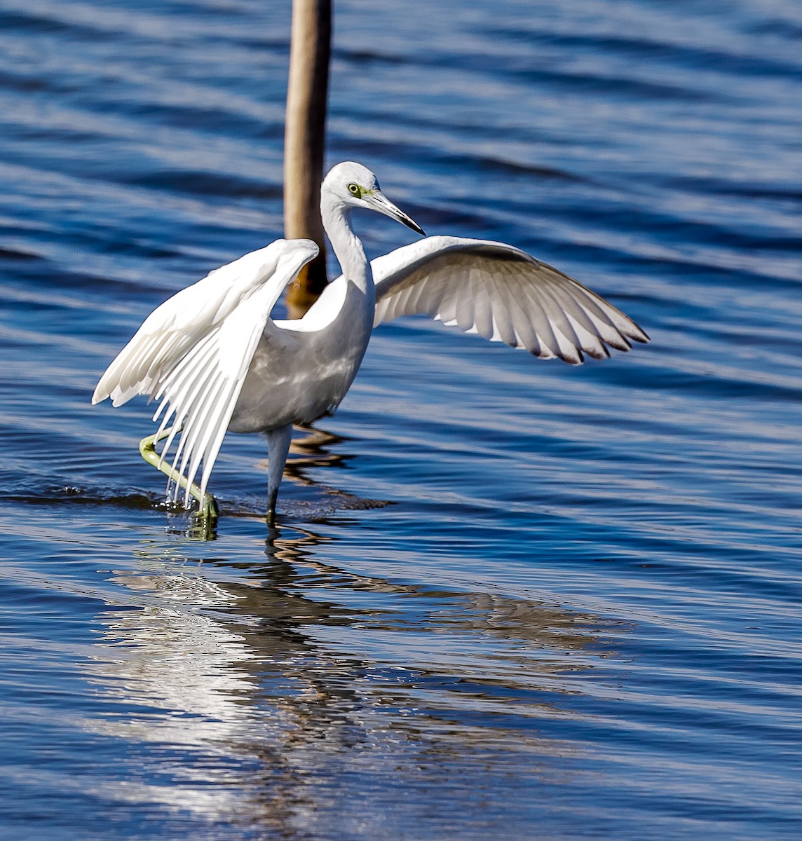 Little Blue Heron - ML632351782