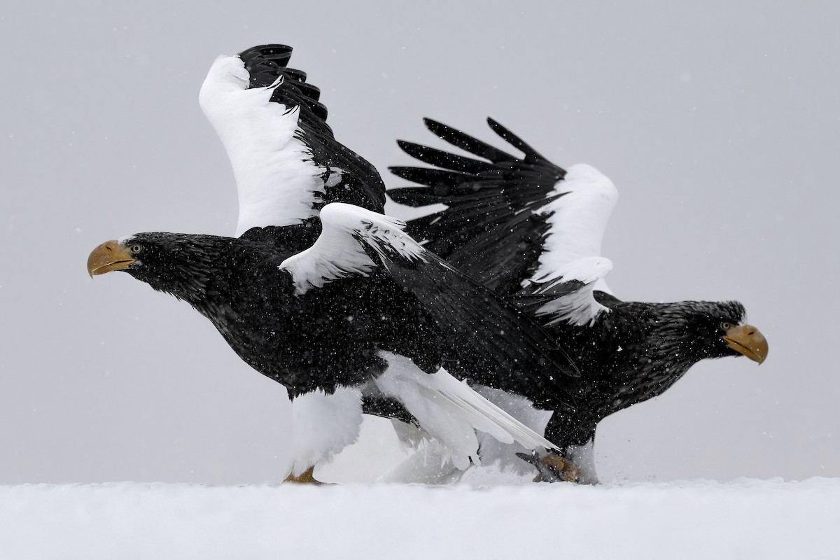Steller's Sea-Eagle - ML632351815