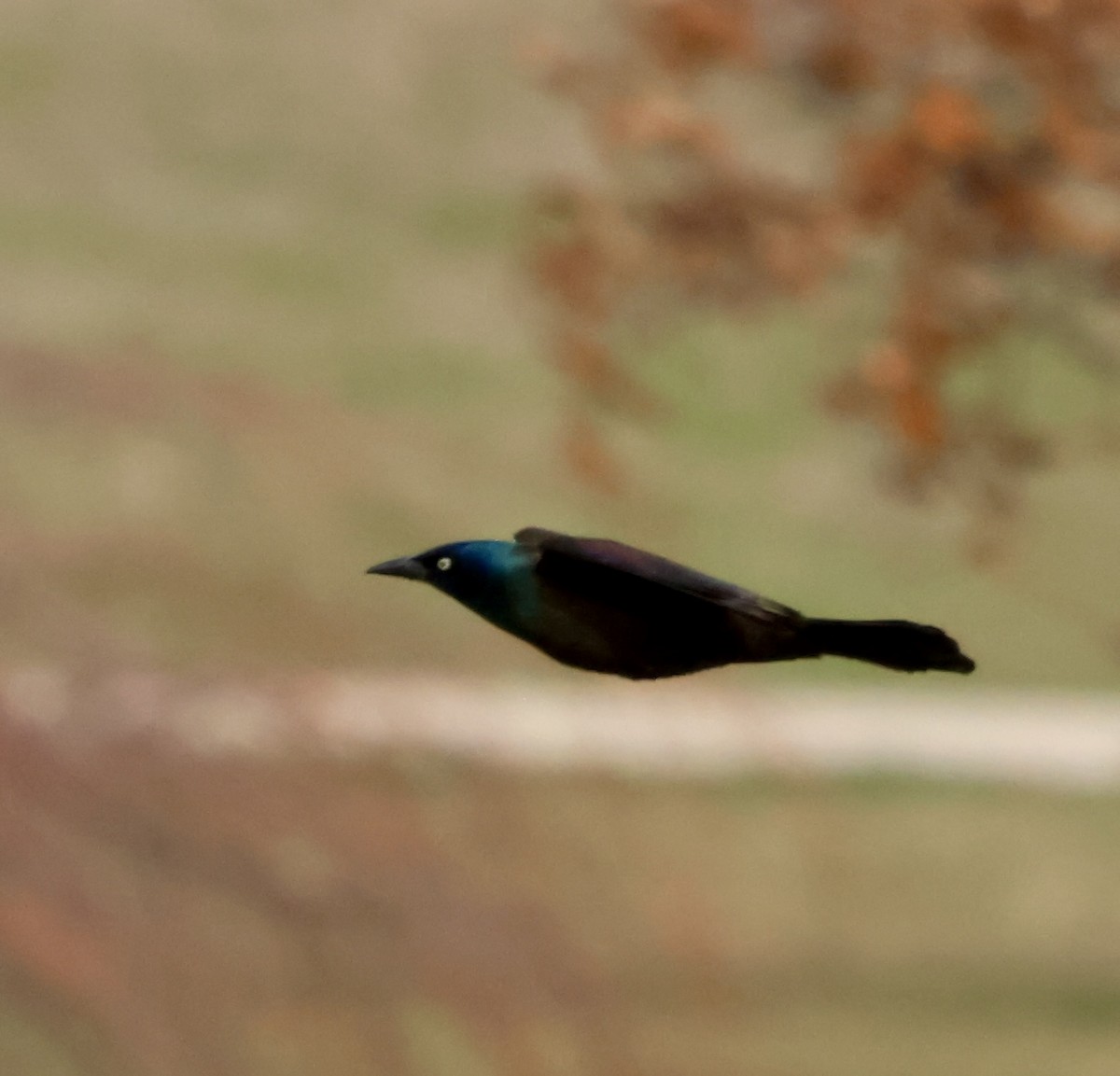 Common Grackle - ML632351833