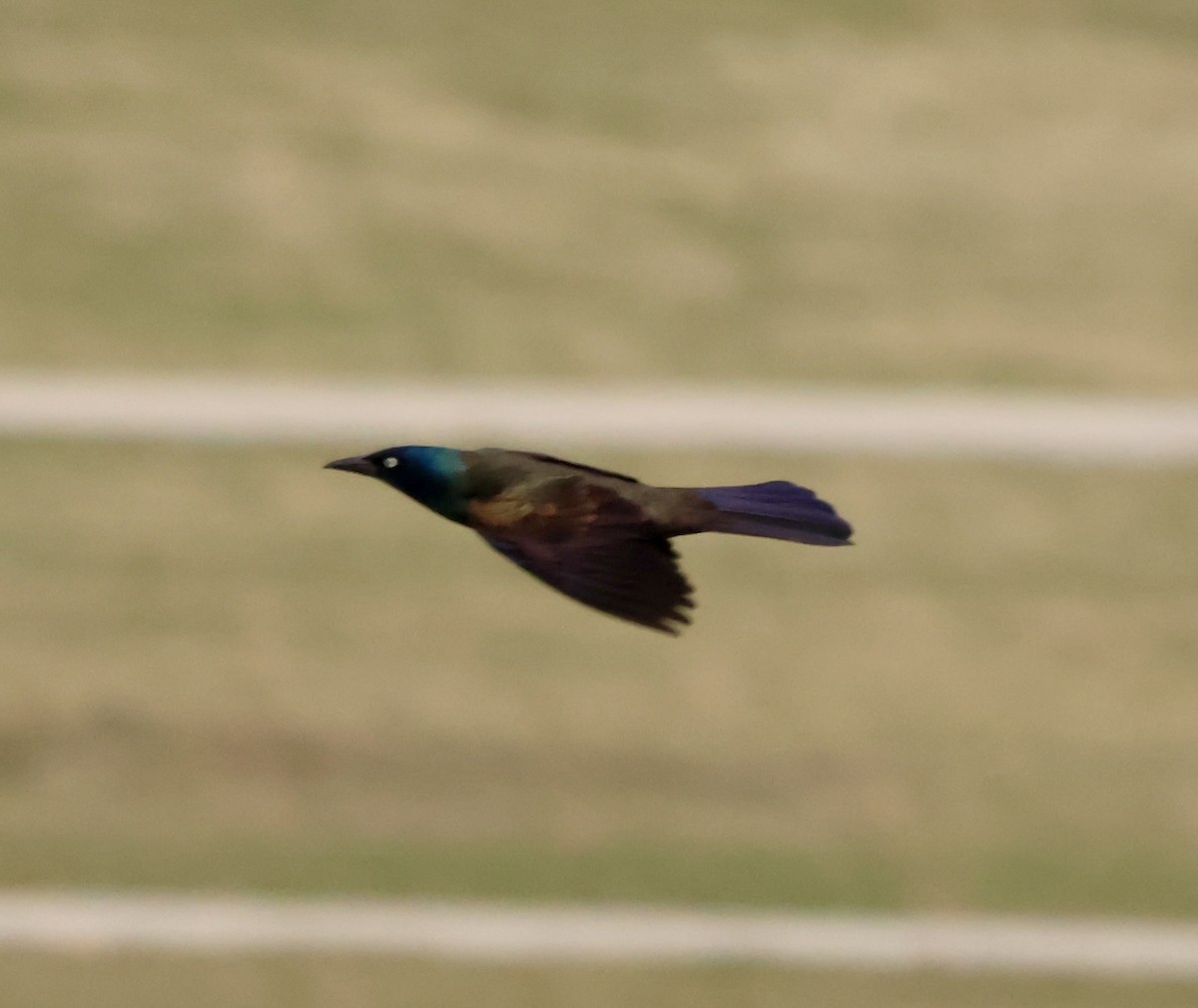 Common Grackle - ML632351835