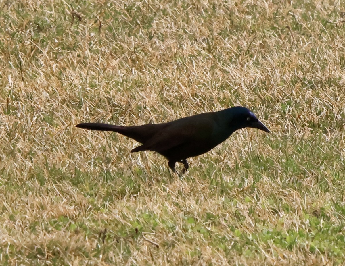 Common Grackle - ML632351837