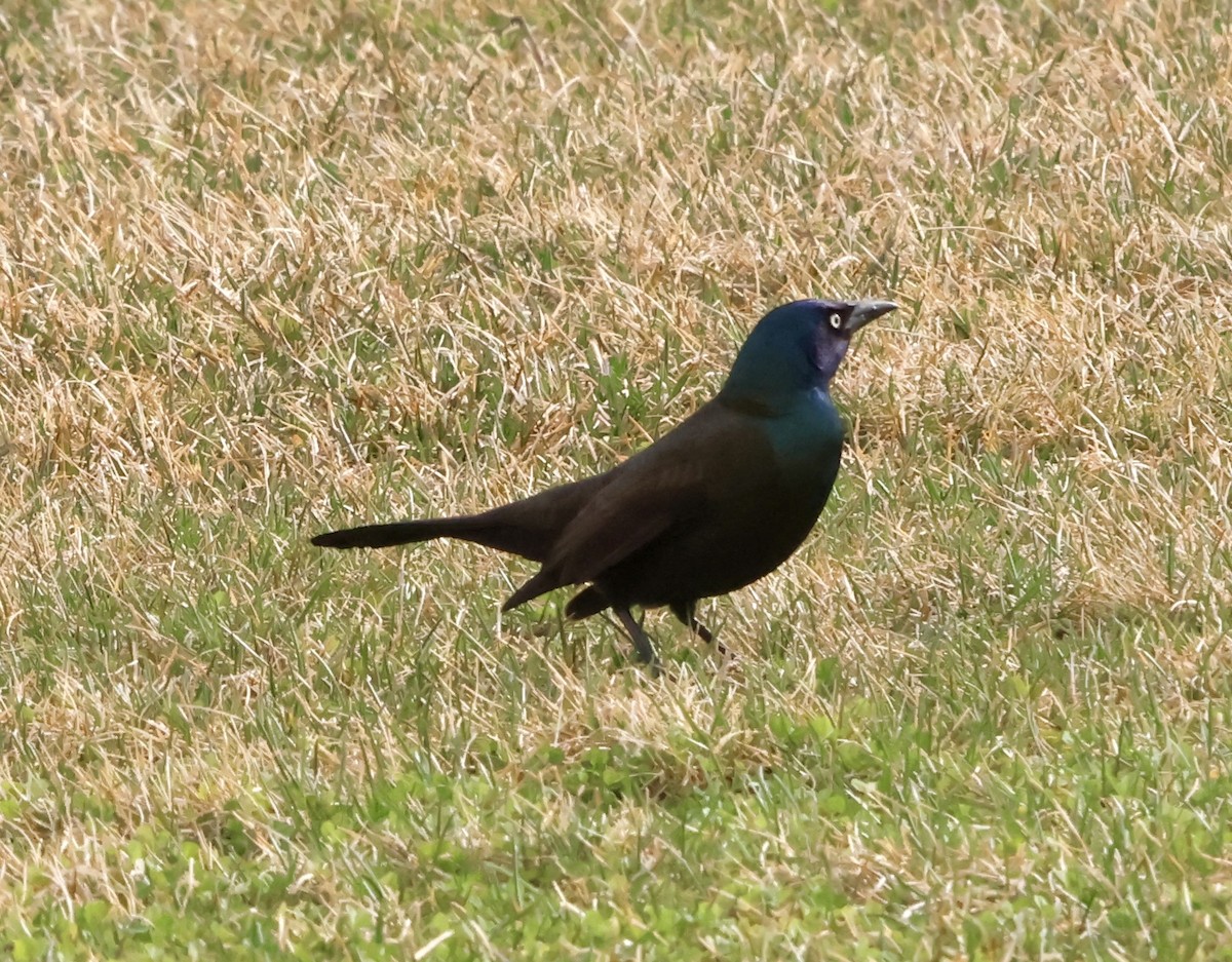 Common Grackle - ML632351838