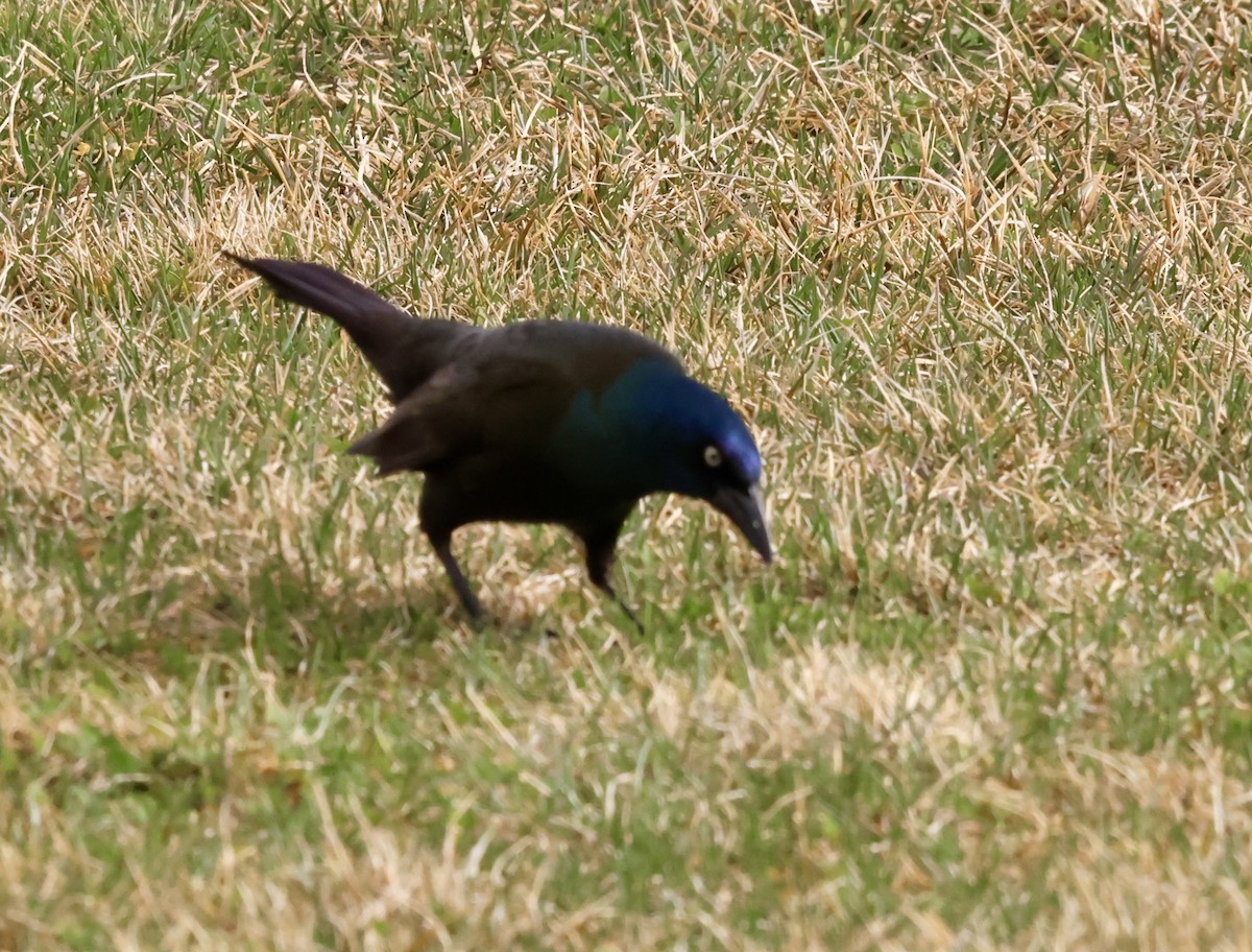 Common Grackle - ML632351839