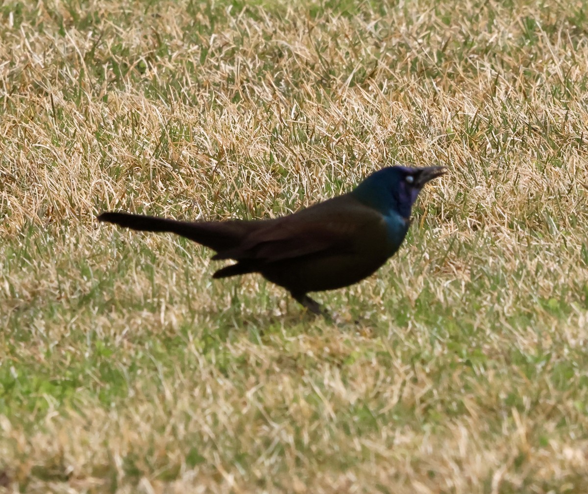 Common Grackle - ML632351840