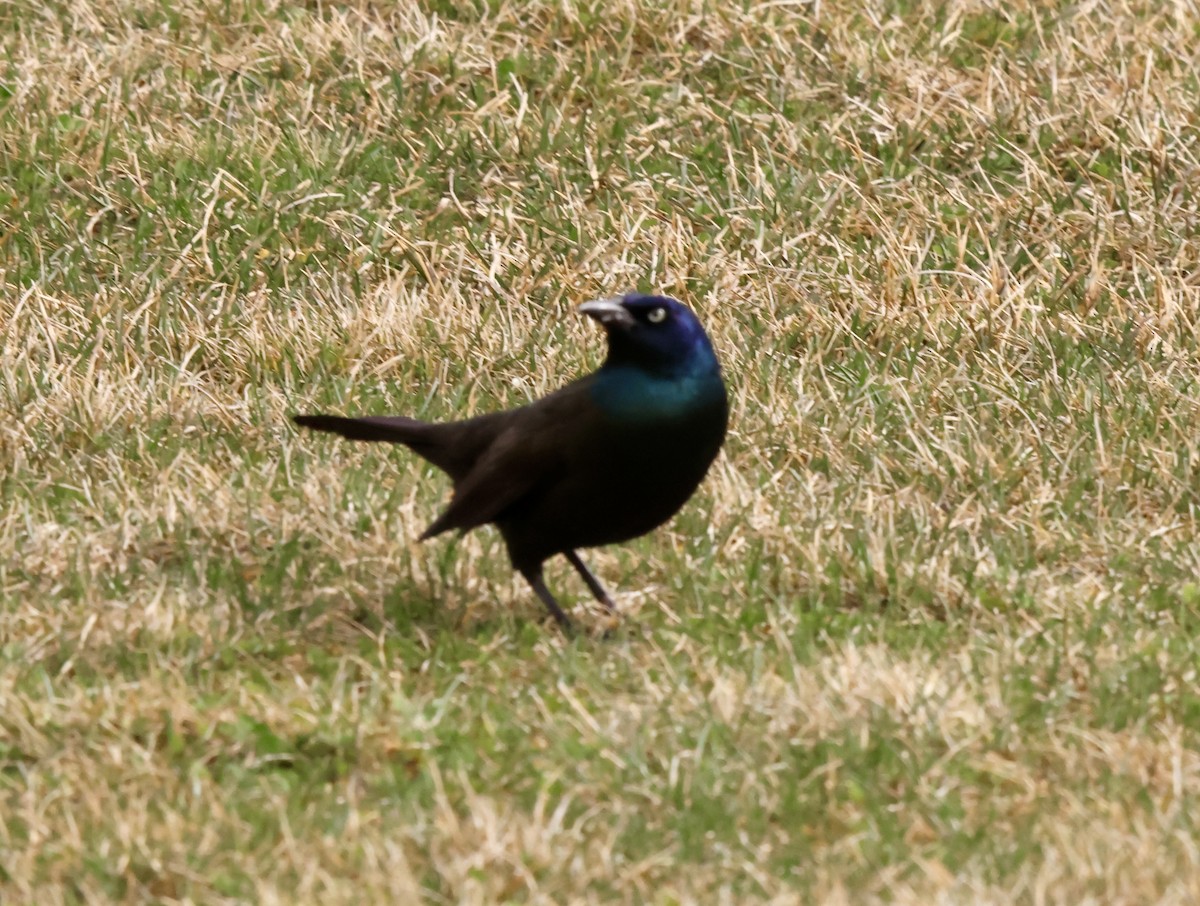 Common Grackle - ML632351842