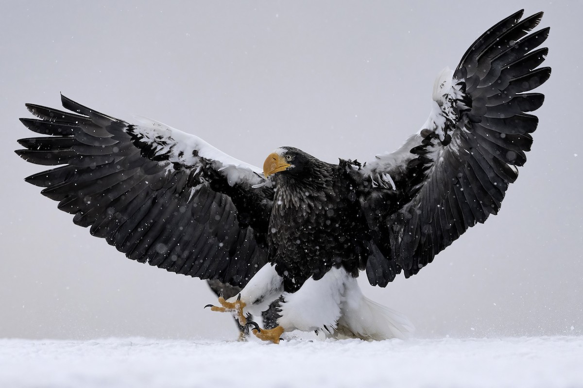 Steller's Sea-Eagle - ML632351848