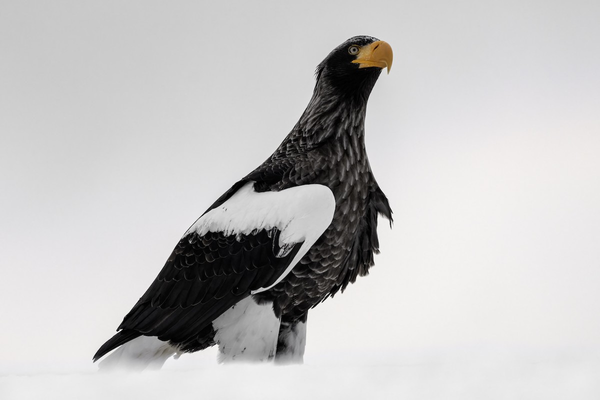 Steller's Sea-Eagle - ML632351852