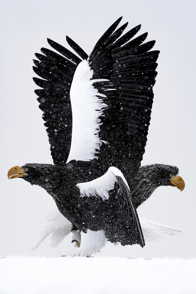 Steller's Sea-Eagle - ML632351871