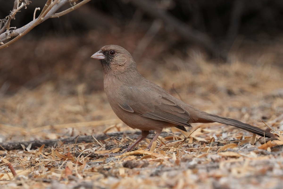 Abert's Towhee - ML632351898