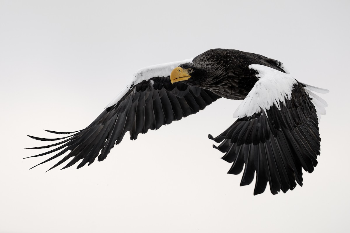 Steller's Sea-Eagle - ML632351906