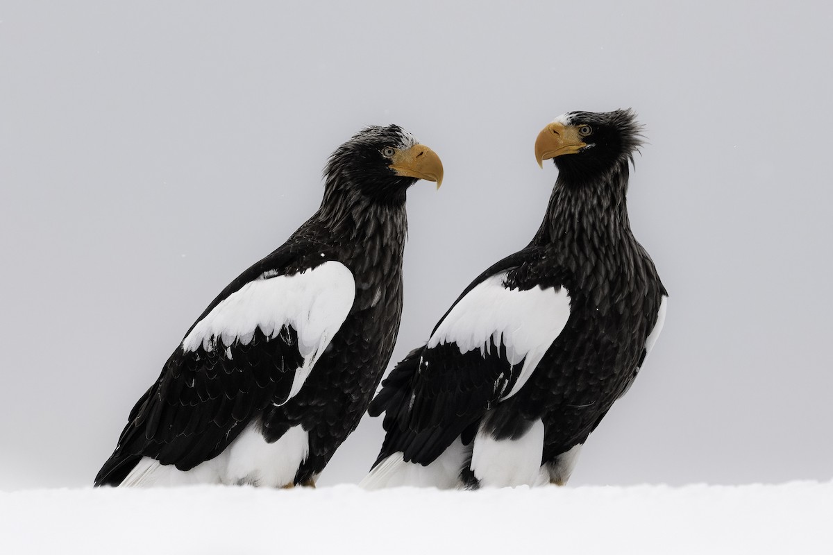 Steller's Sea-Eagle - ML632351925