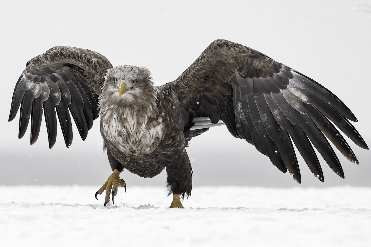 White-tailed Eagle - ML632351950