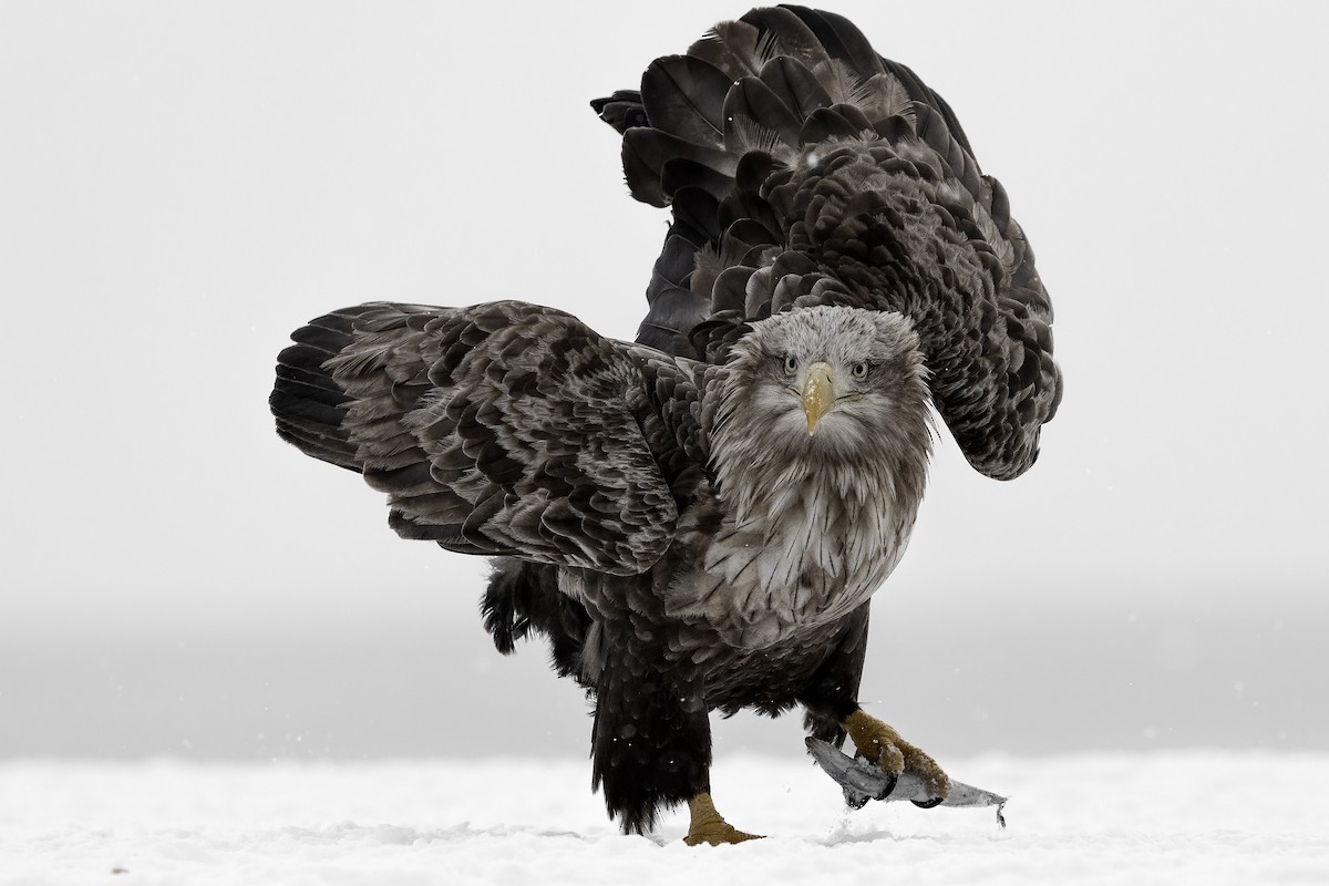 White-tailed Eagle - ML632351959