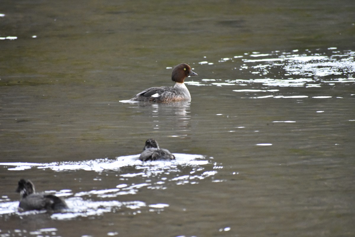 Barrow's Goldeneye - ML632351984