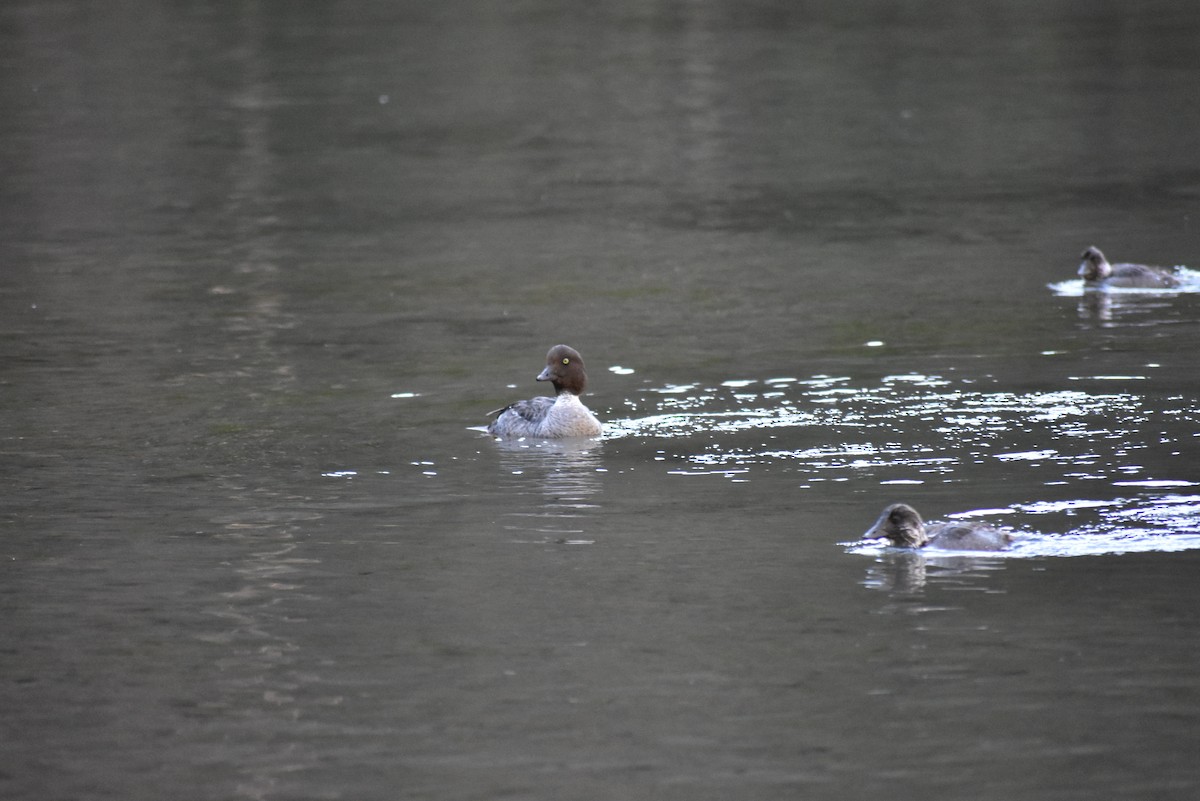 Barrow's Goldeneye - ML632351985