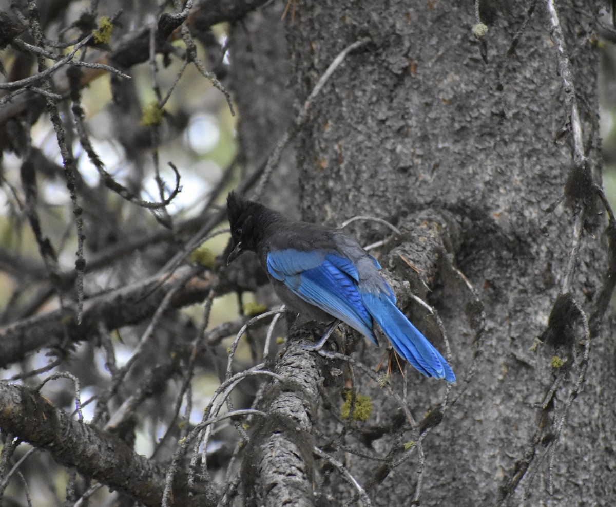 Steller's Jay - ML632351991