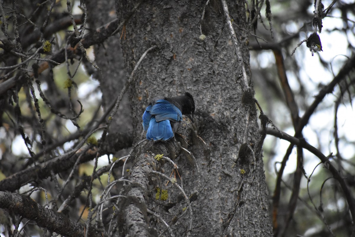 Steller's Jay - ML632351992