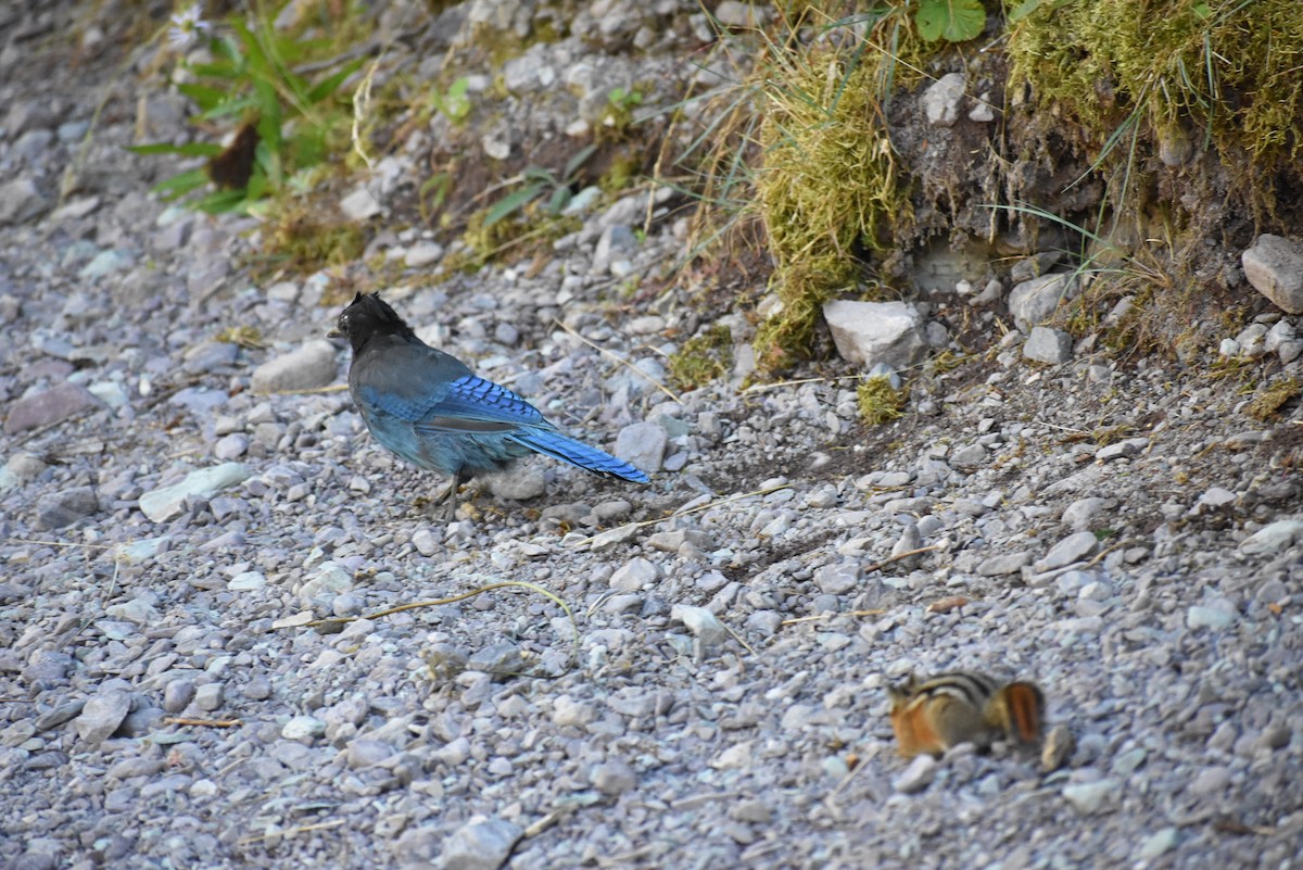 Steller's Jay - ML632351993