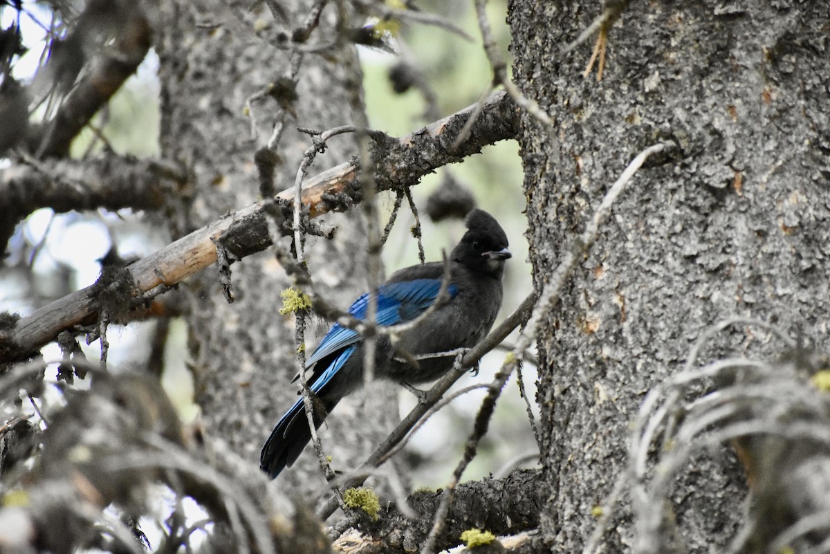 Steller's Jay - ML632351994