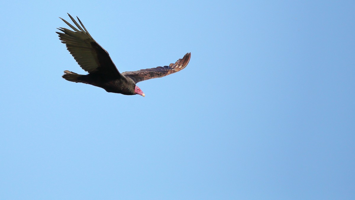 Urubu noir - ML632352009