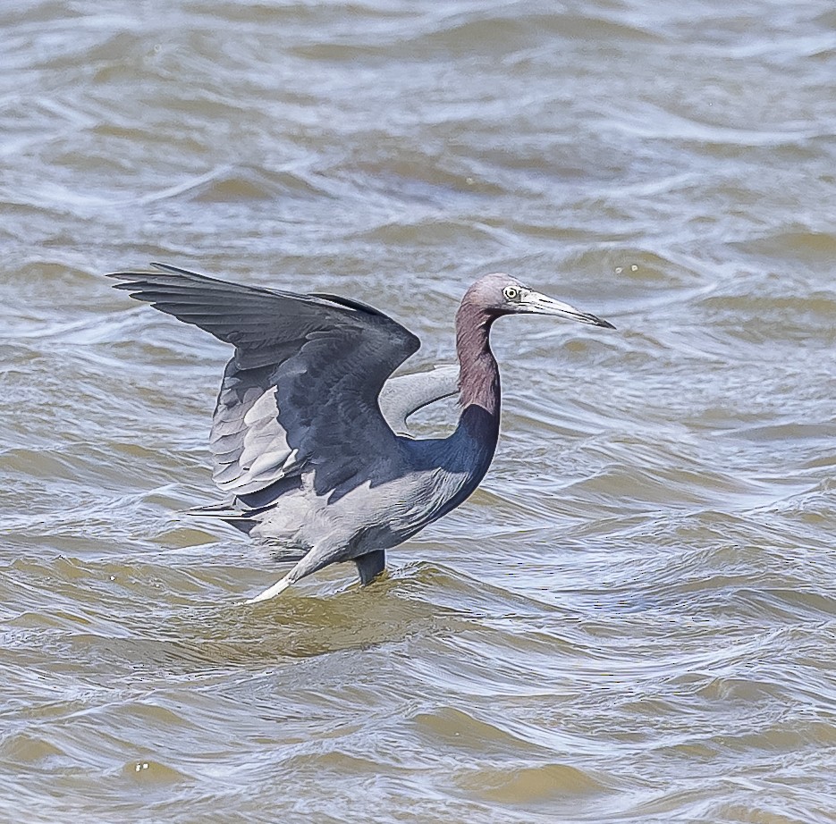 Little Blue Heron - ML632352036