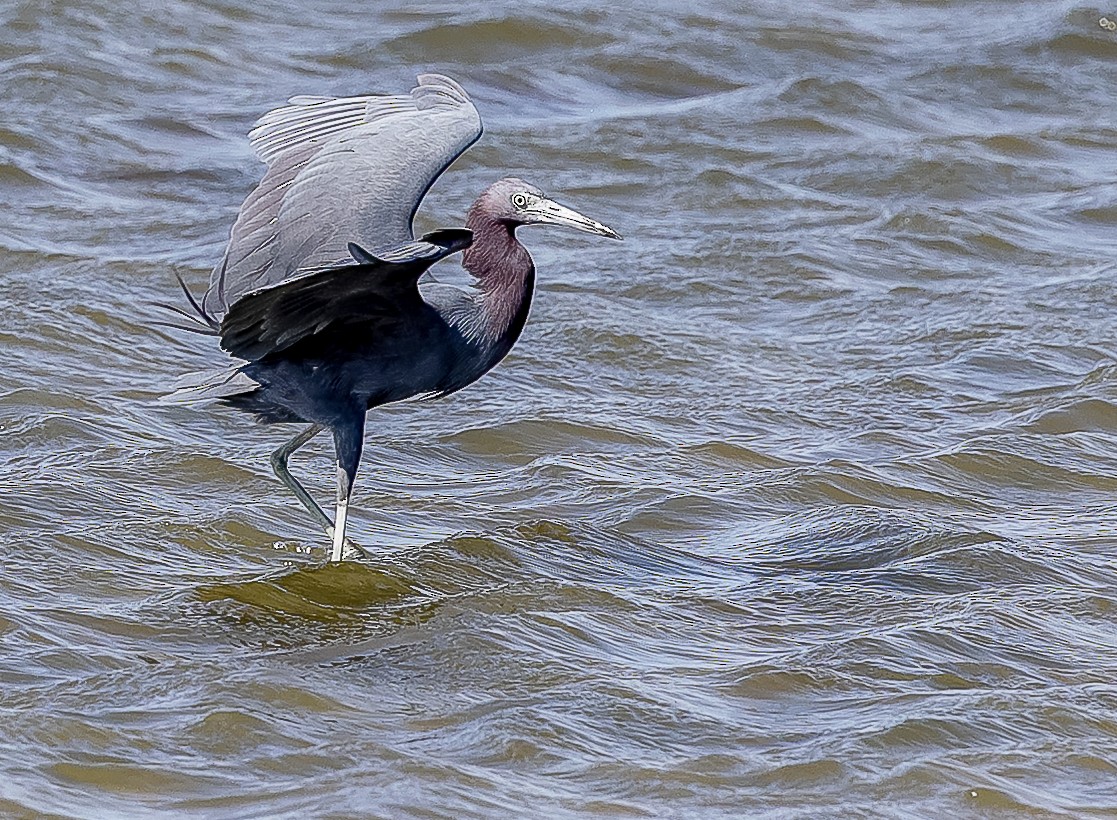 Little Blue Heron - ML632352037