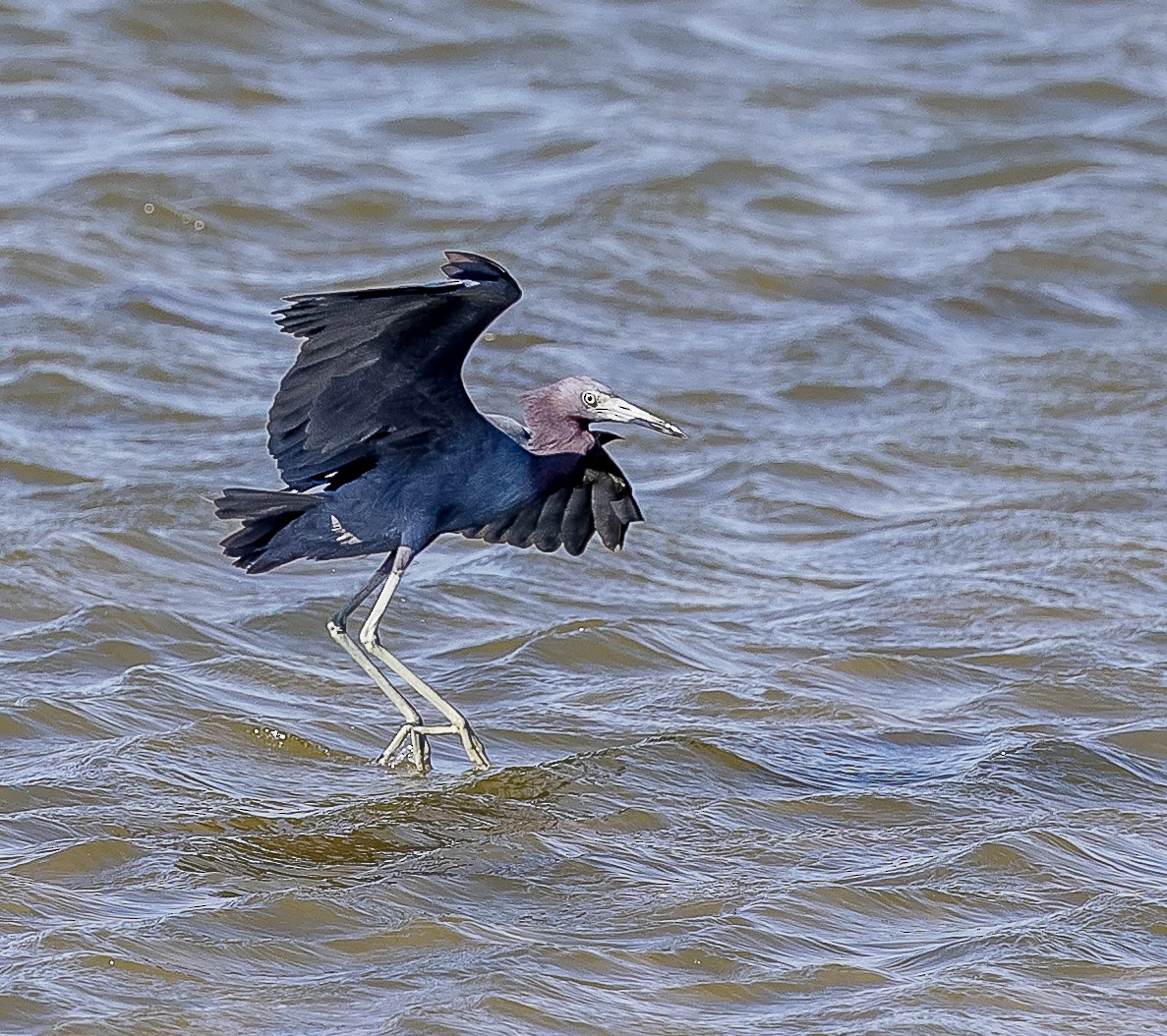 Little Blue Heron - ML632352038