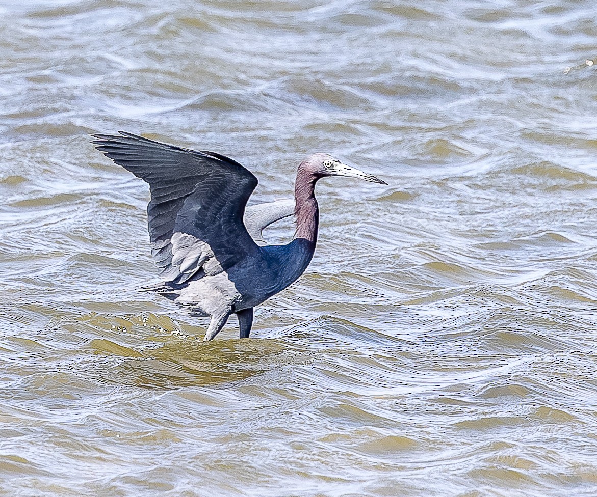 Little Blue Heron - ML632352040