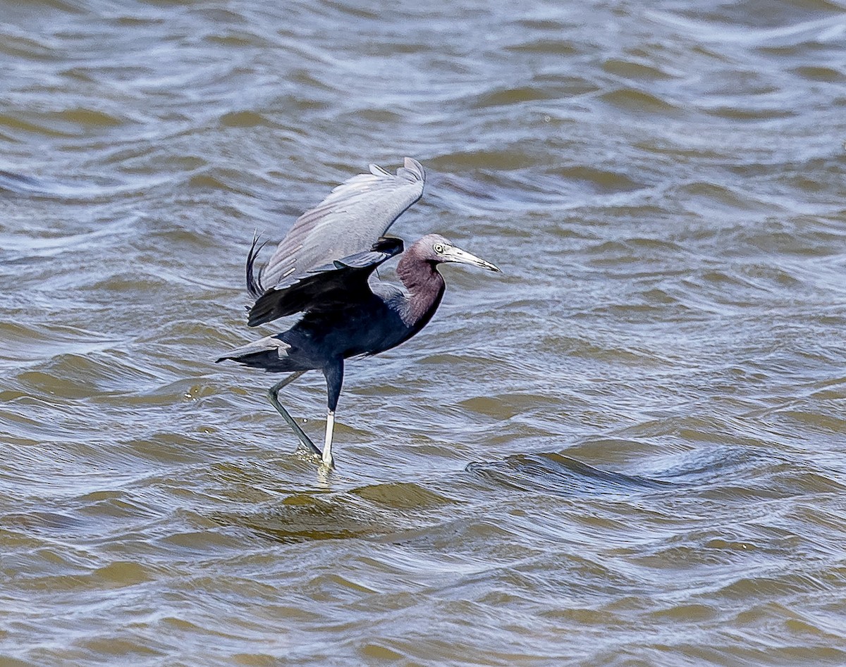 Little Blue Heron - ML632352041