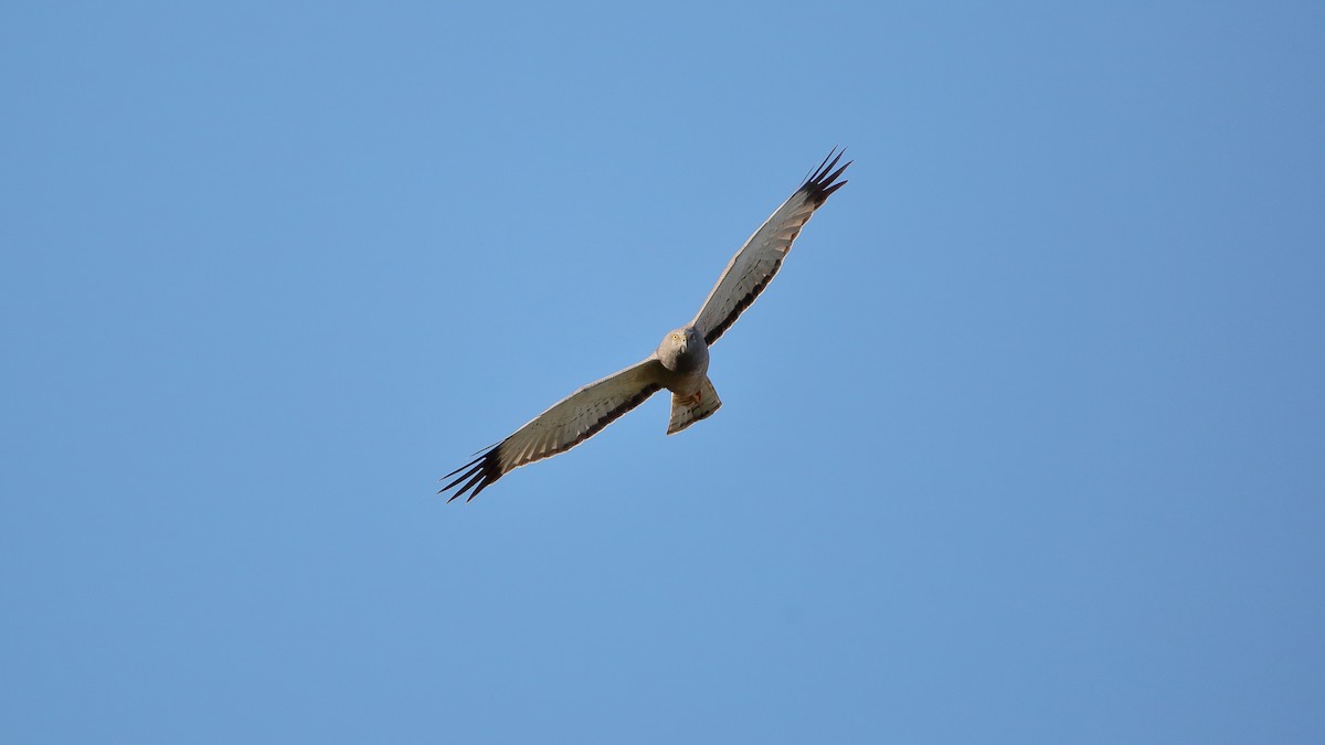 Busard bariolé - ML632352057