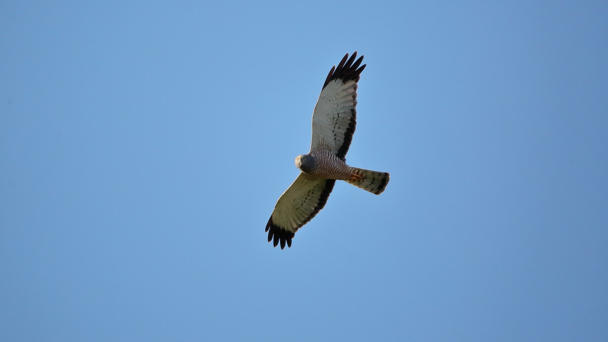 Busard bariolé - ML632352058