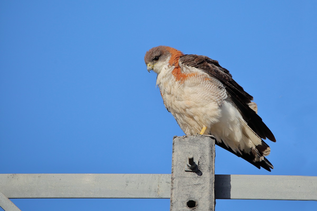 Buse tricolore - ML632352076