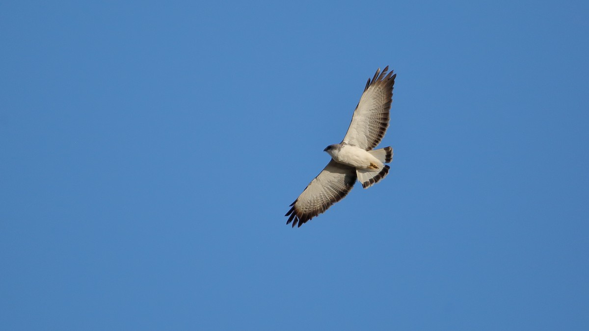 Buse tricolore - ML632352080