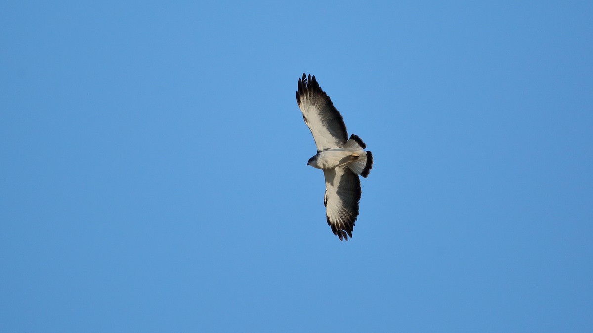 Buse tricolore - ML632352081