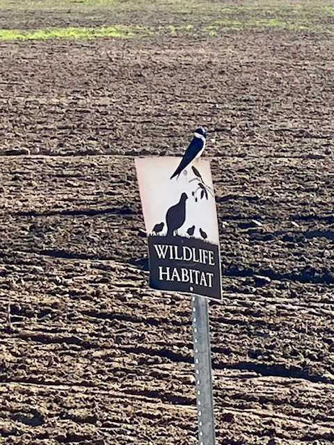 Tree Swallow - ML632352156