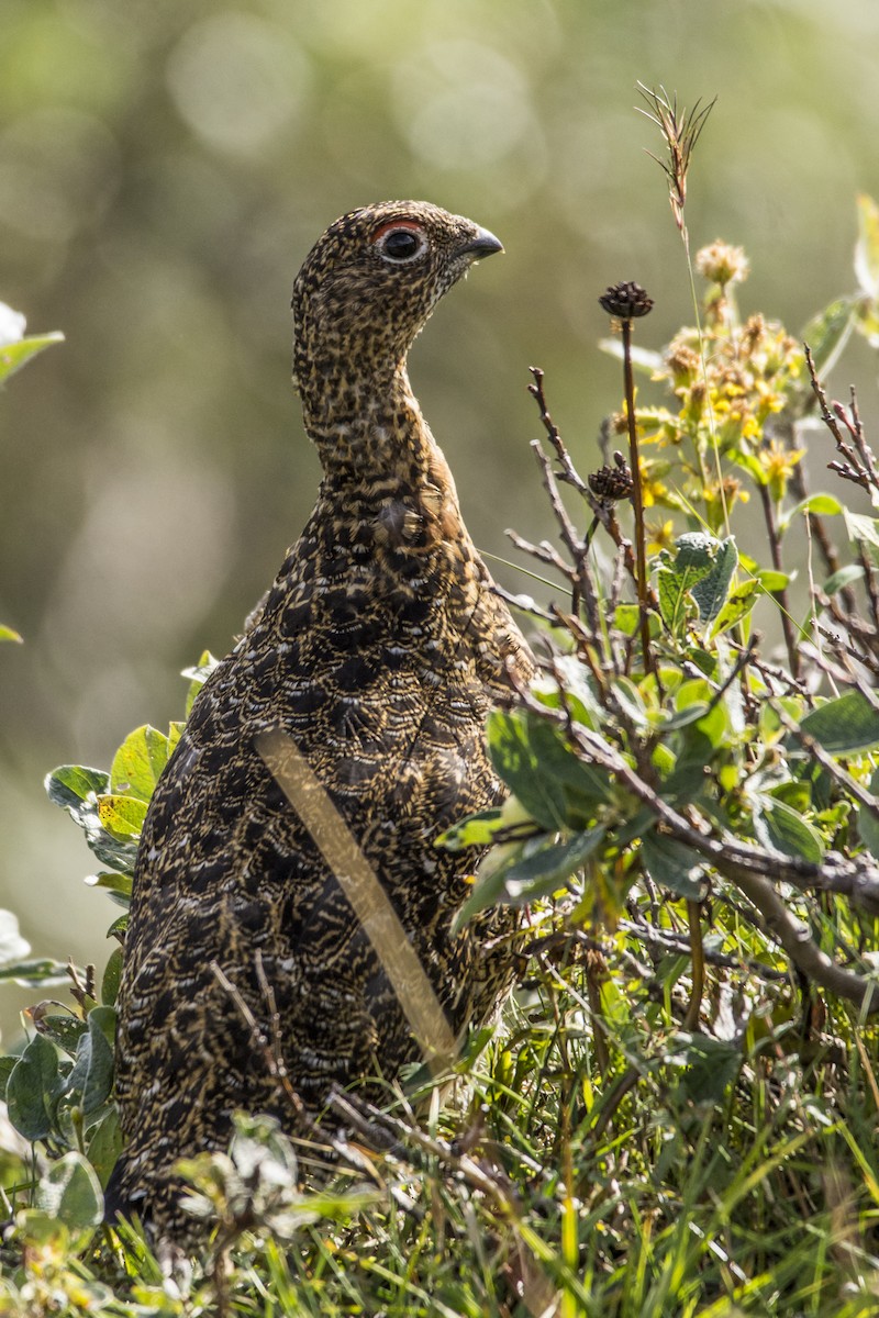 Willow Ptarmigan - ML632352242