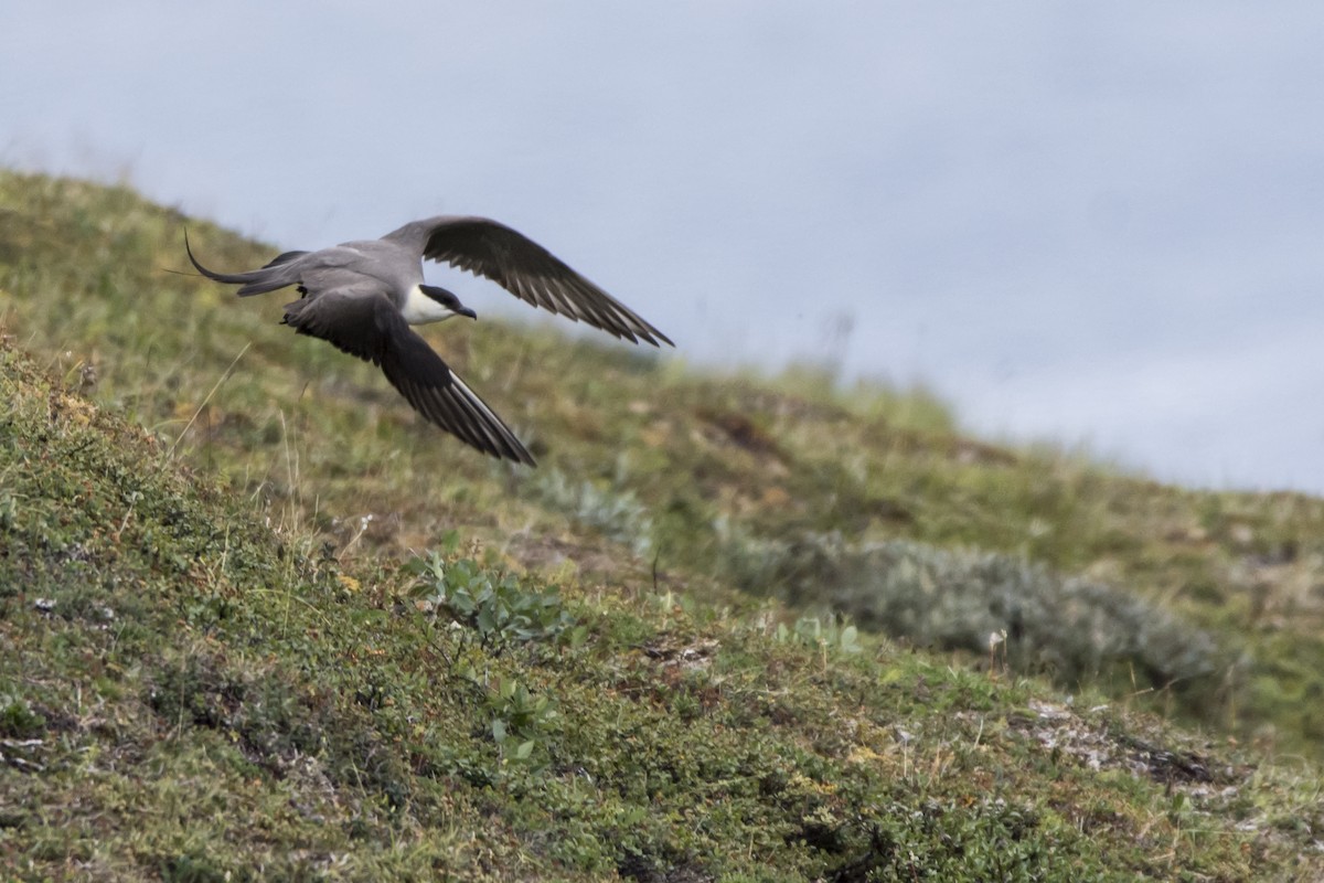 Long-tailed Jaeger - ML632352261