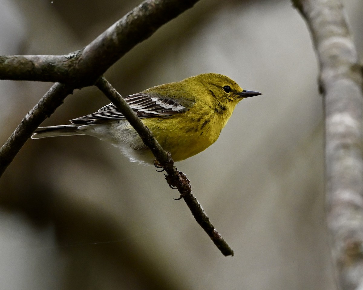 Pine Warbler - ML632352315