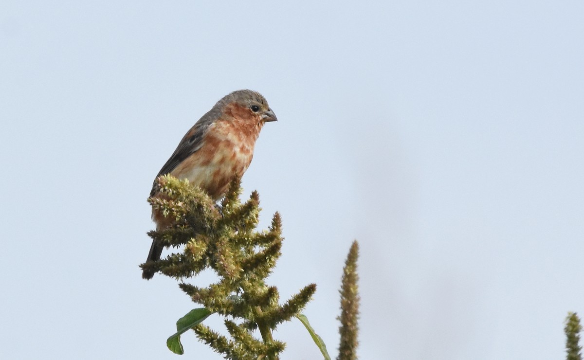 Rufous-rumped Seedeater - ML632352320