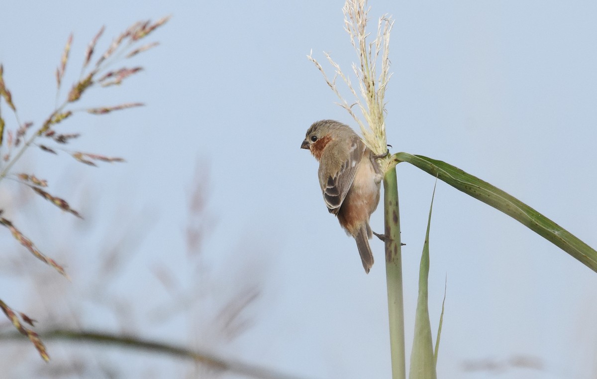 Rufous-rumped Seedeater - ML632352322