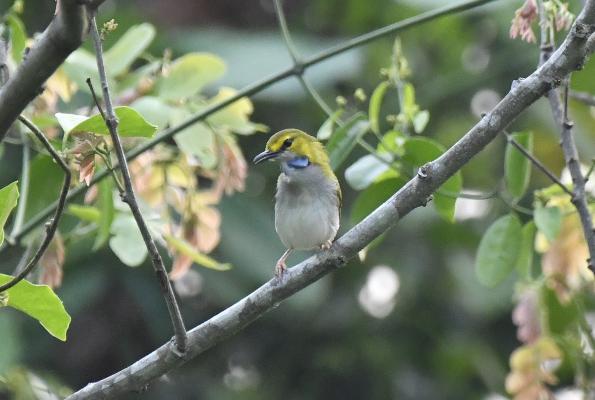 Yellow-browed Camaroptera - ML632352324