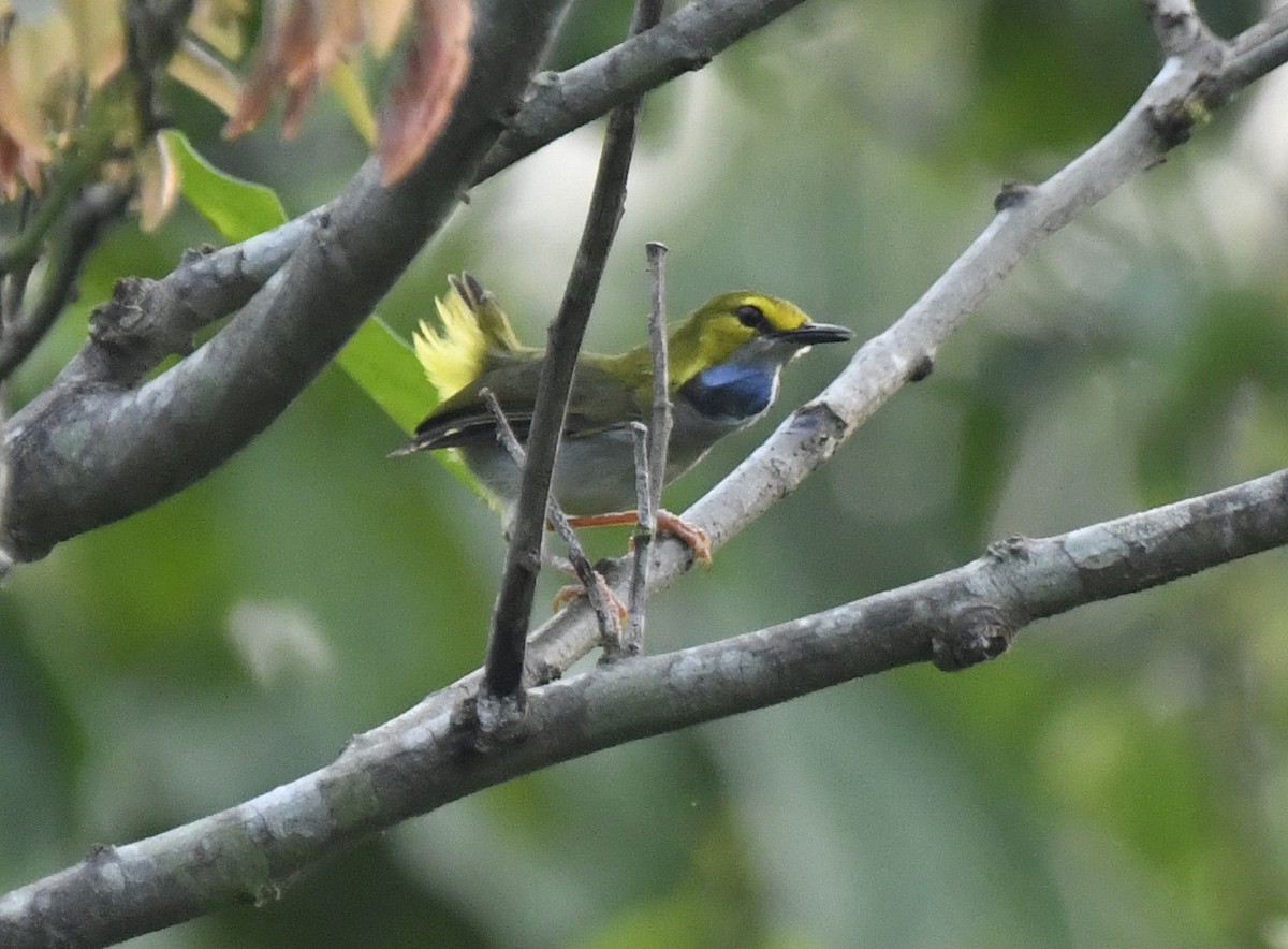 Yellow-browed Camaroptera - ML632352325