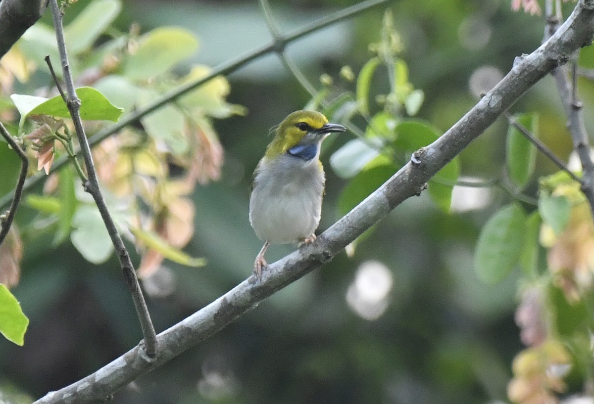 Yellow-browed Camaroptera - ML632352328
