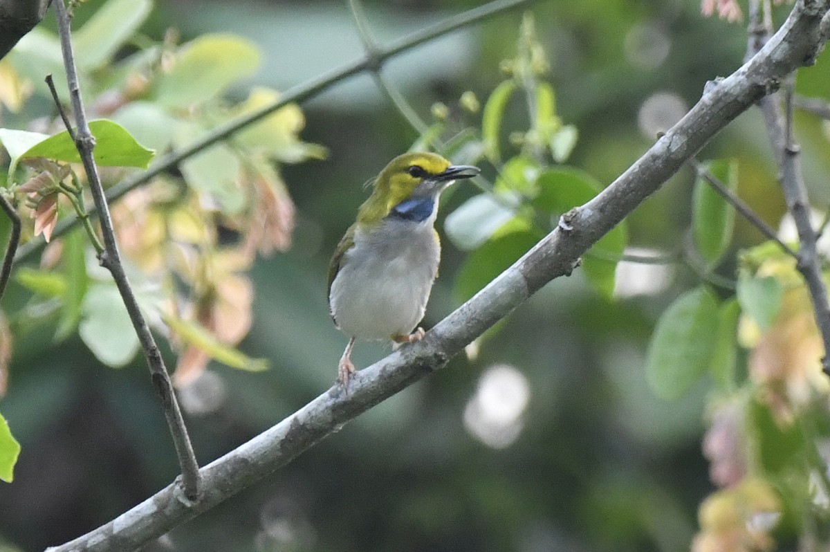 Yellow-browed Camaroptera - ML632352330