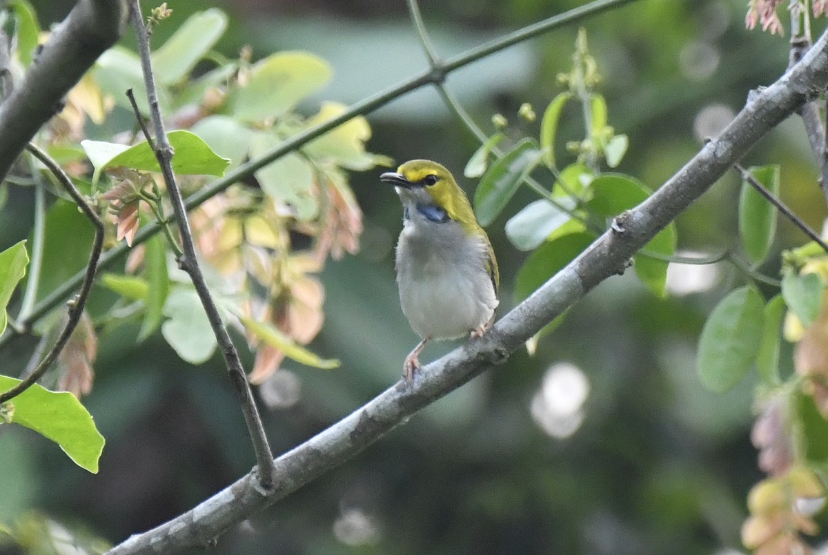 Yellow-browed Camaroptera - ML632352331