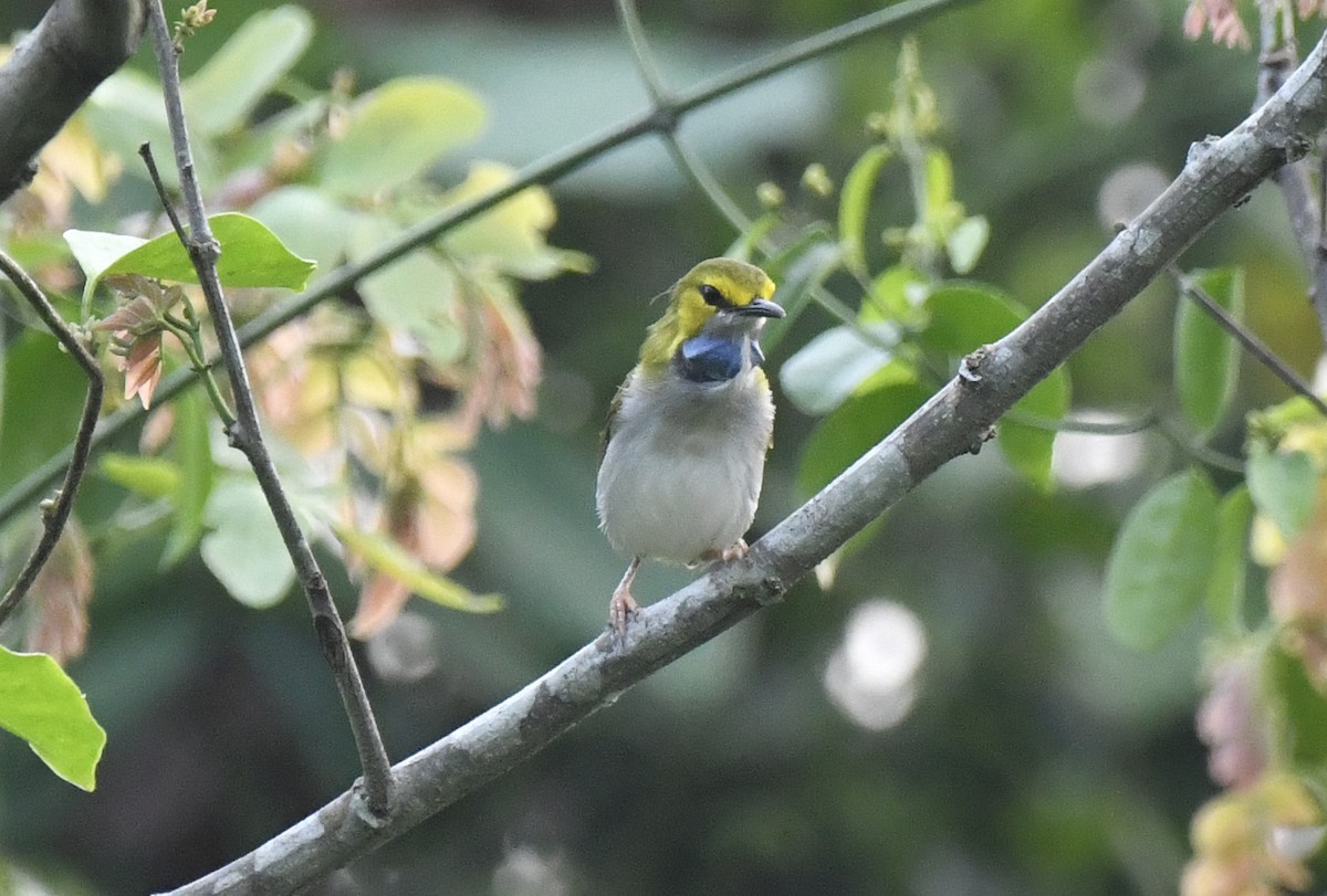 Yellow-browed Camaroptera - ML632352332