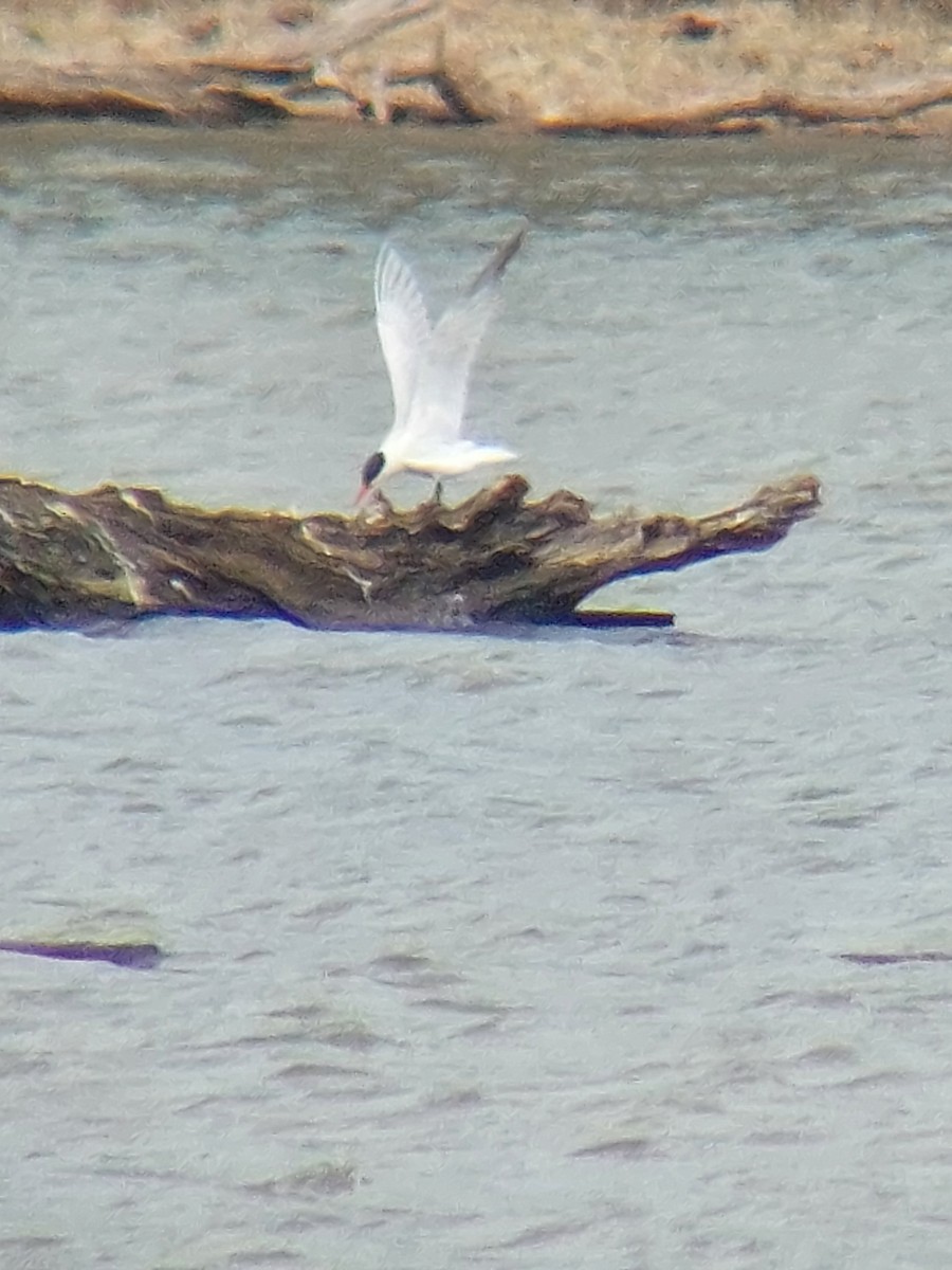 Caspian Tern - ML632352439