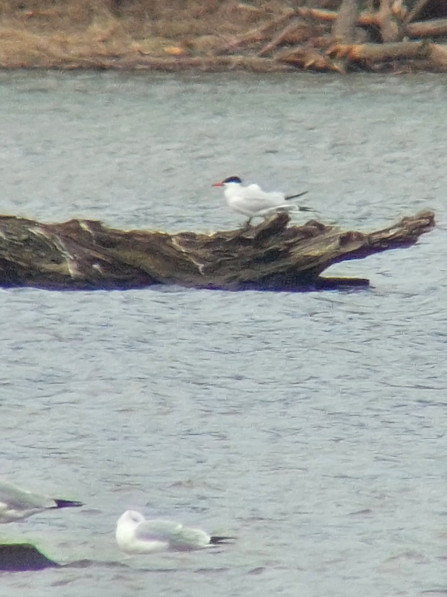 Caspian Tern - ML632352440
