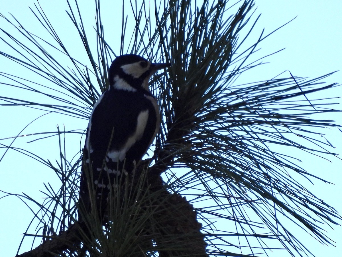 strakapoud velký (ssp. canariensis/thanneri) - ML632352442