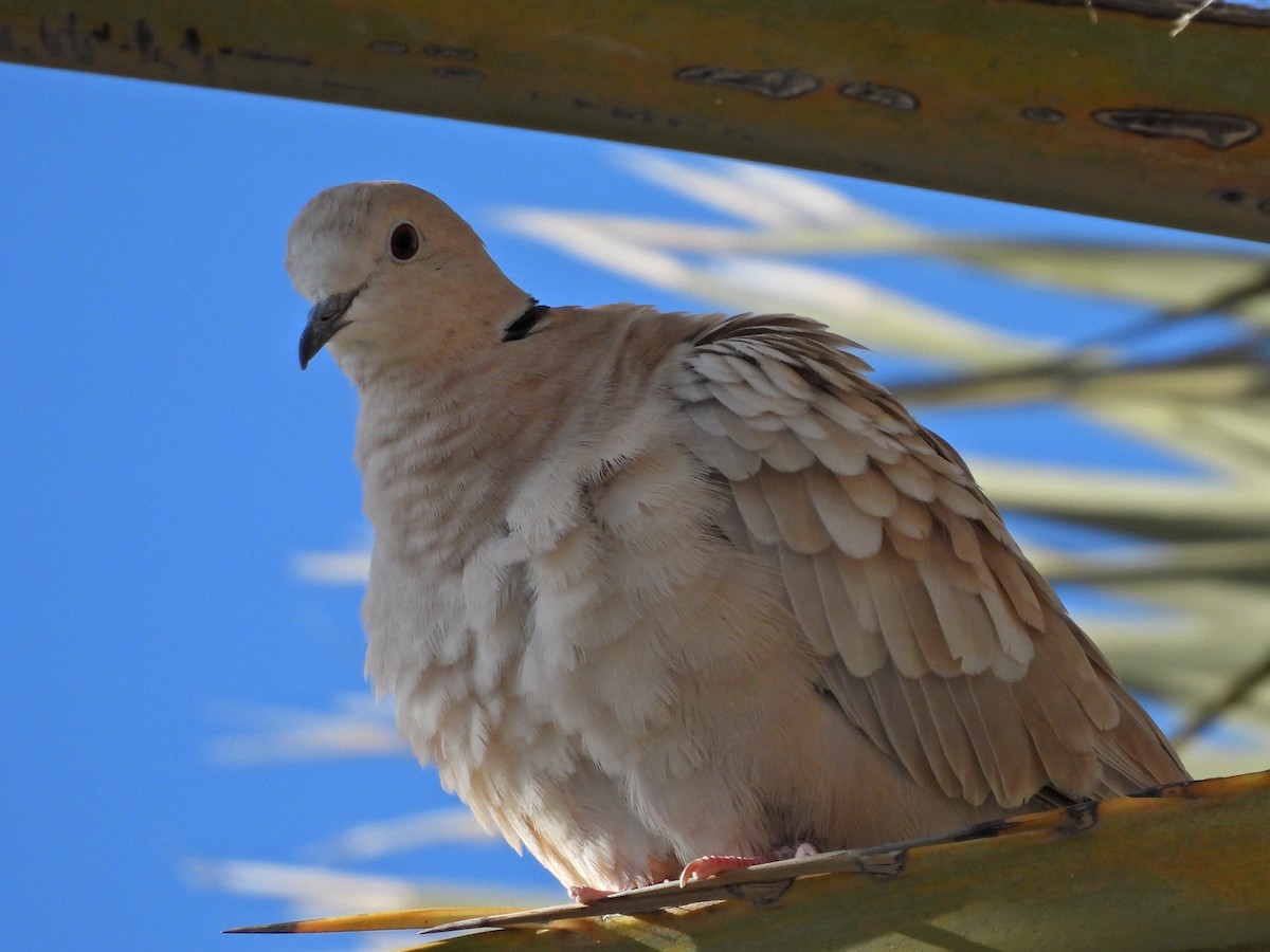 African Collared-Dove (Domestic type or Ringed Turtle-Dove) - ML632352486
